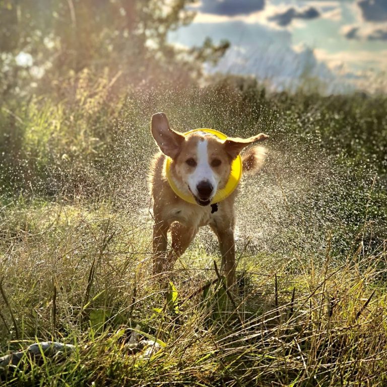 Ein Hund mit gelbem Halsband springt fröhlich durch spritzendes Wasser in einer Wiese.