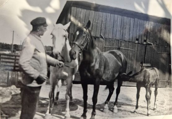 Ein Mann steht neben drei Pferden vor einem Holzstall.