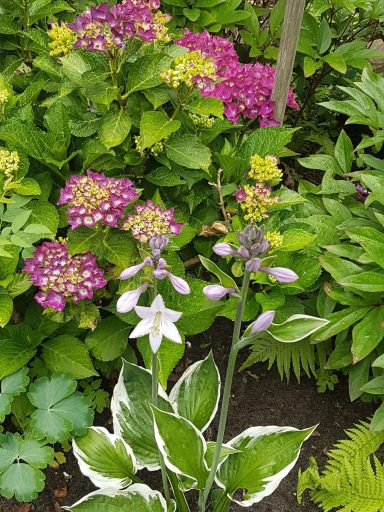 Bunte Pflanzen mit violetten und grünen Blüten umgeben von üppigem Grün.
